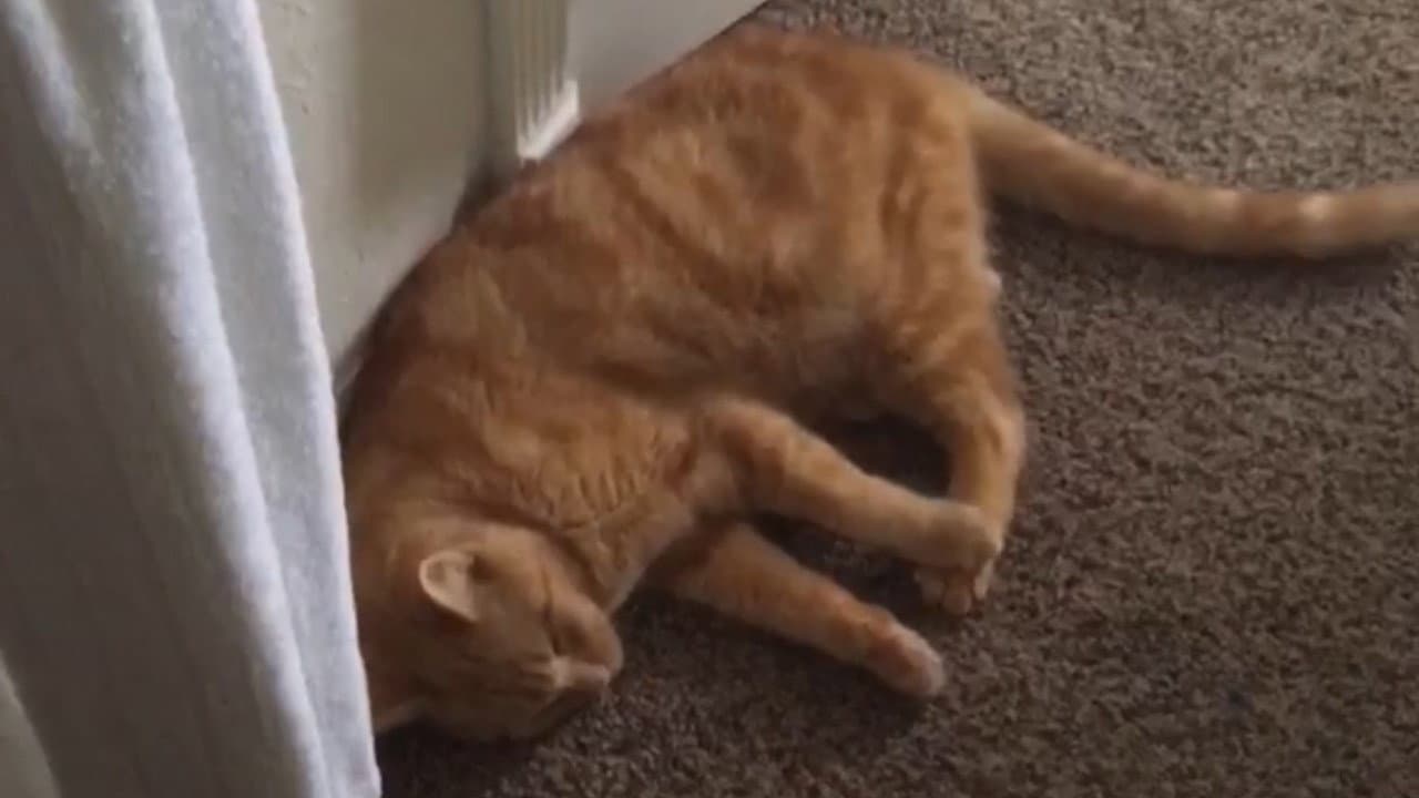 The Adventures of Murphy the Cat #3