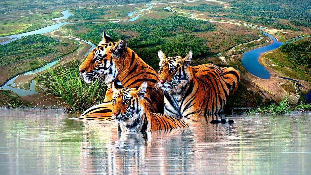 La isla de los tigres