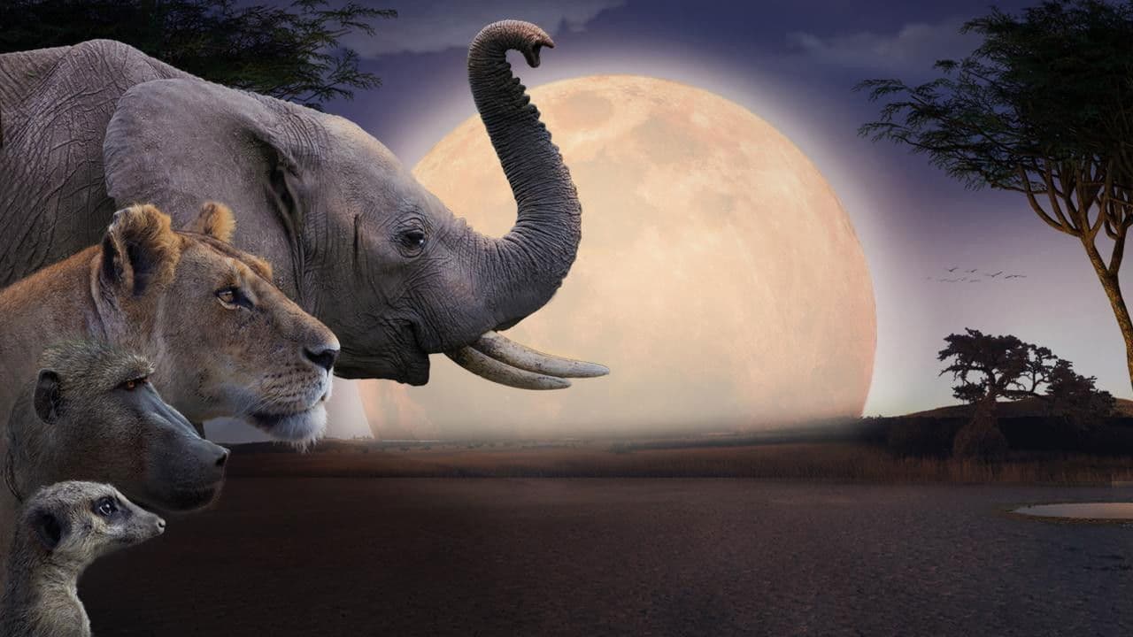 El Kalahari, la otra ley de la selva