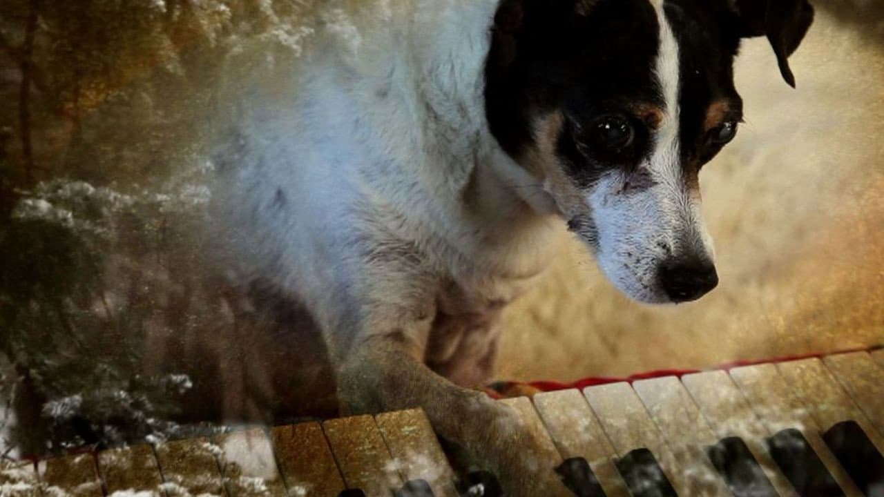 Corazon de Perro