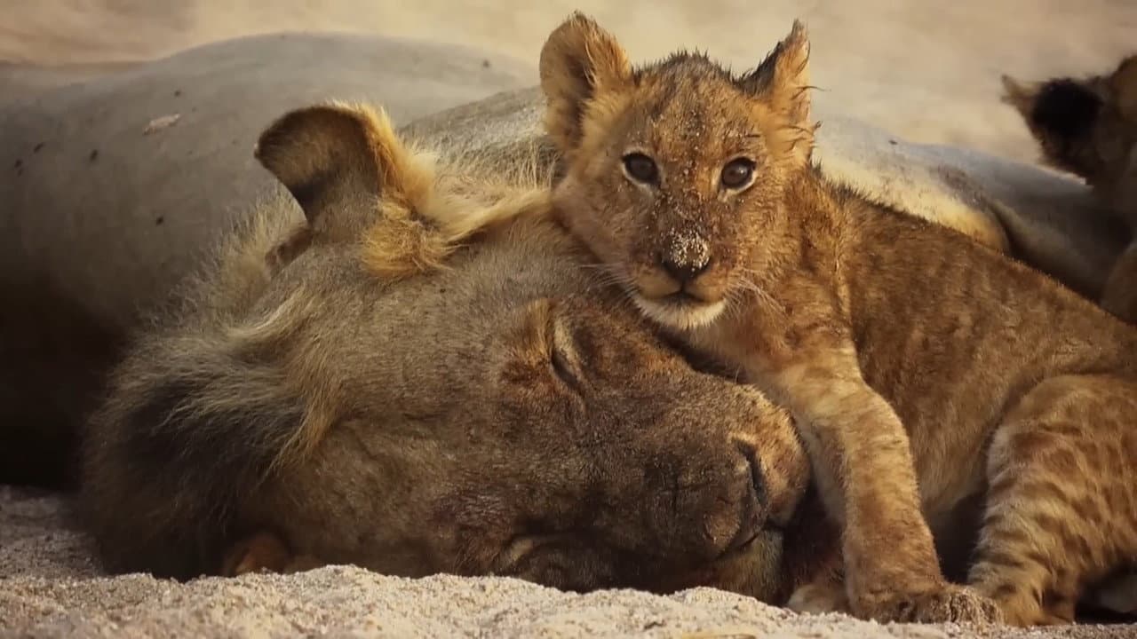 Das Gesetz der Löwen