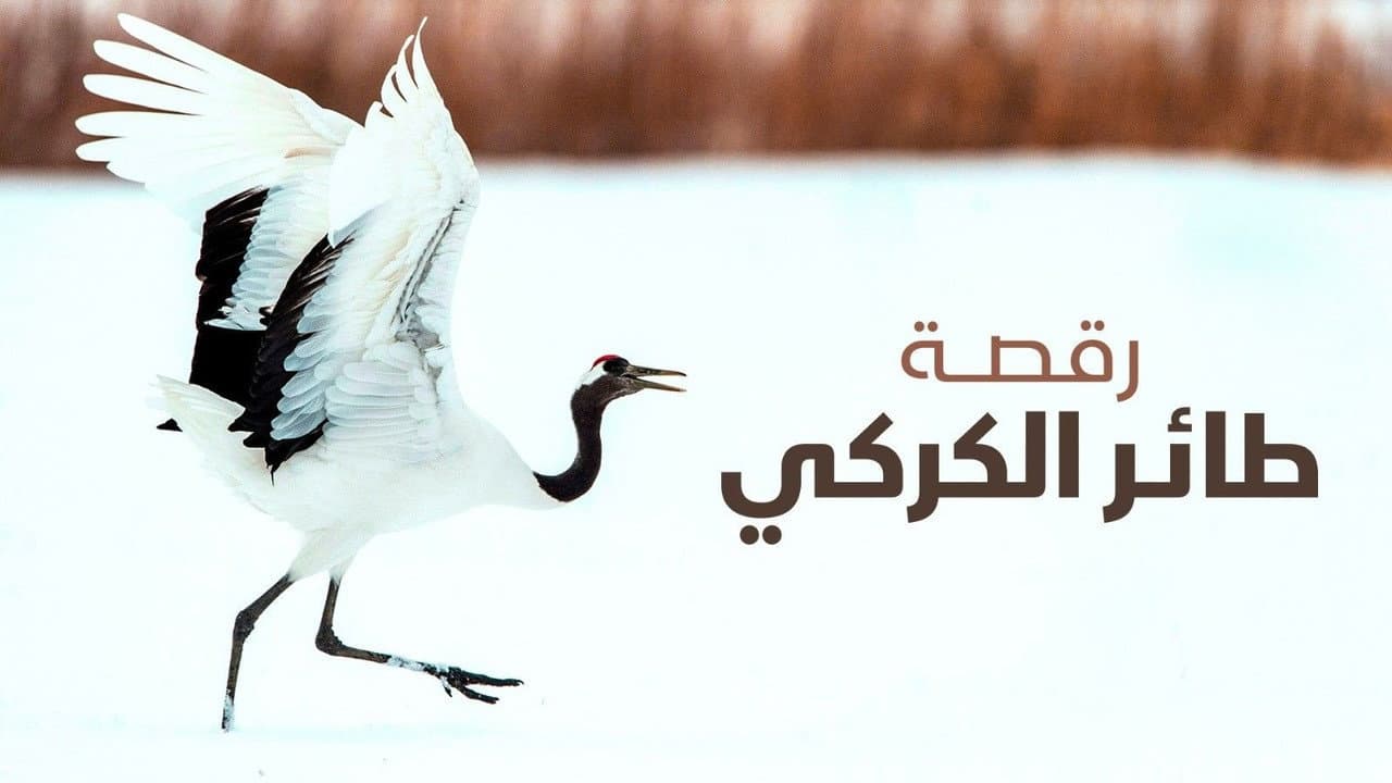 رقصة طائر الكركي