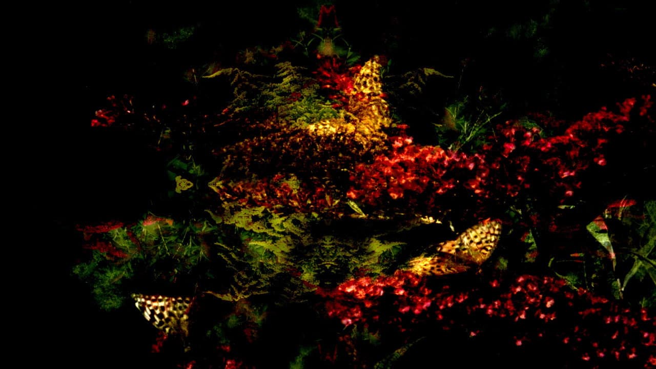 Sfarfallii liberali 360°