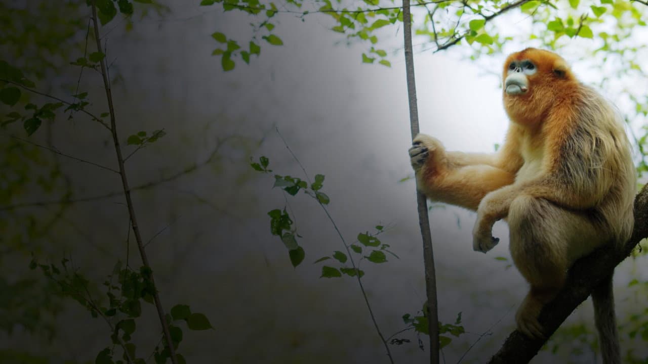 Recuerdos de un langur chato dorado