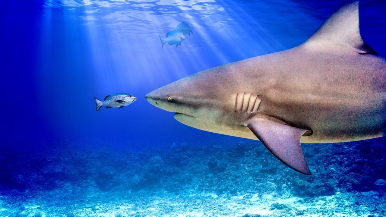 El tiburón toro mas grande del mundo