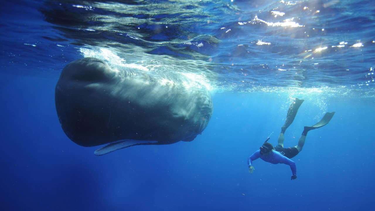 Animales supergigantes
