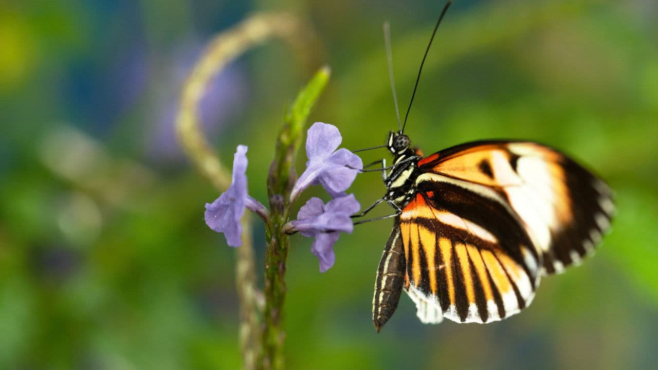 Sexo, mentiras y mariposas