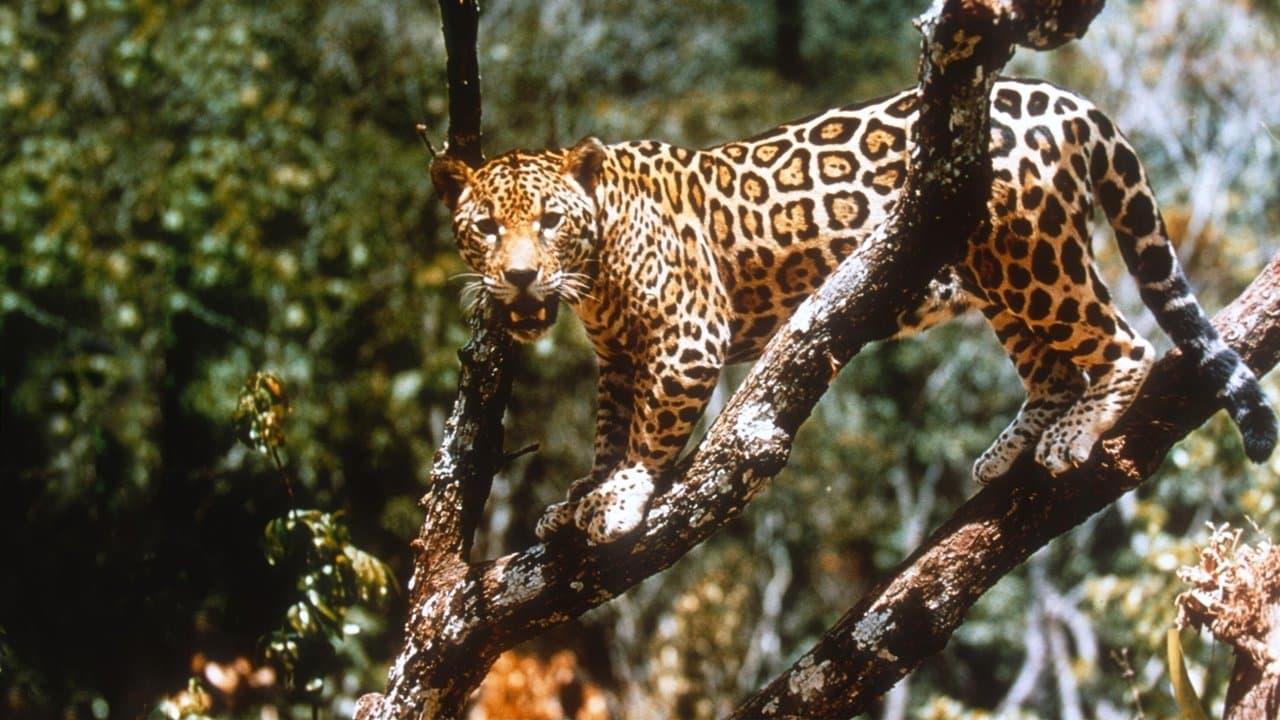 El jaguar del Amazonas