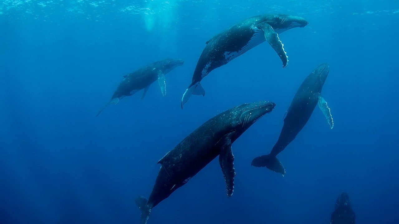 Ballenas jorobadas en peligro