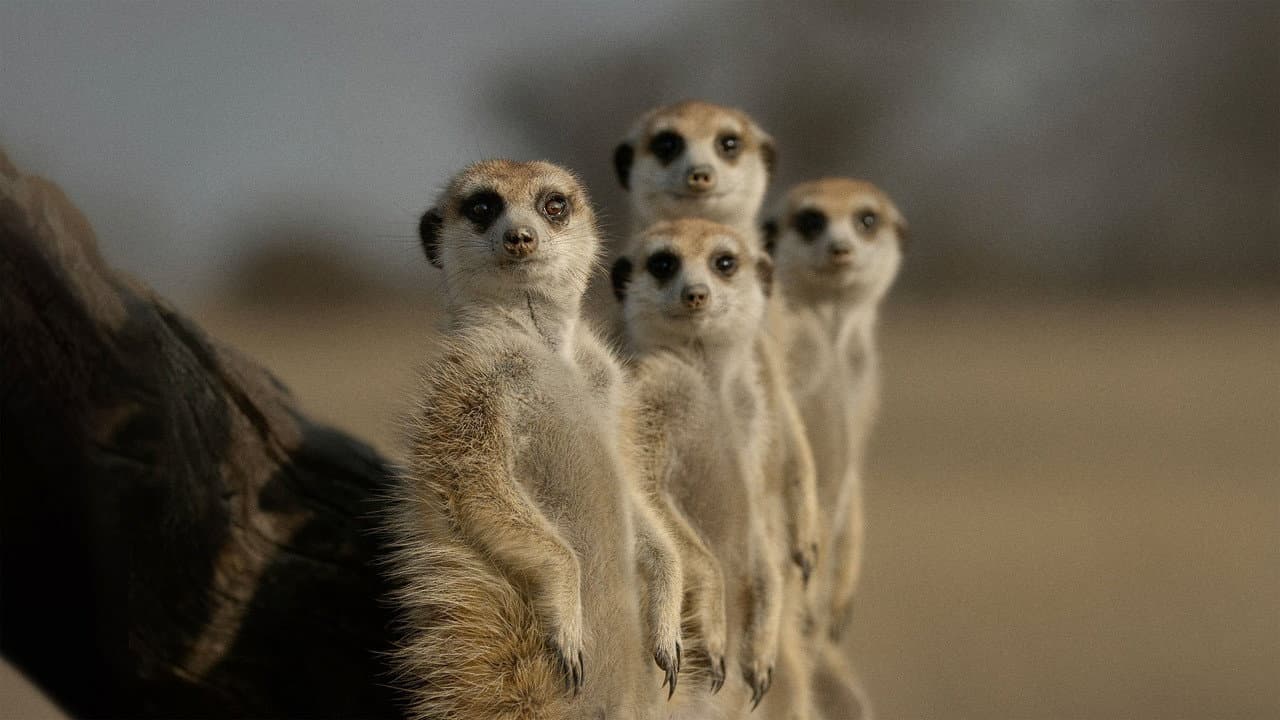 La vida secreta de los animales