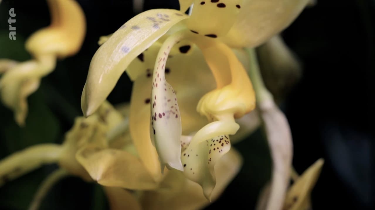 Le génie caché des plantes