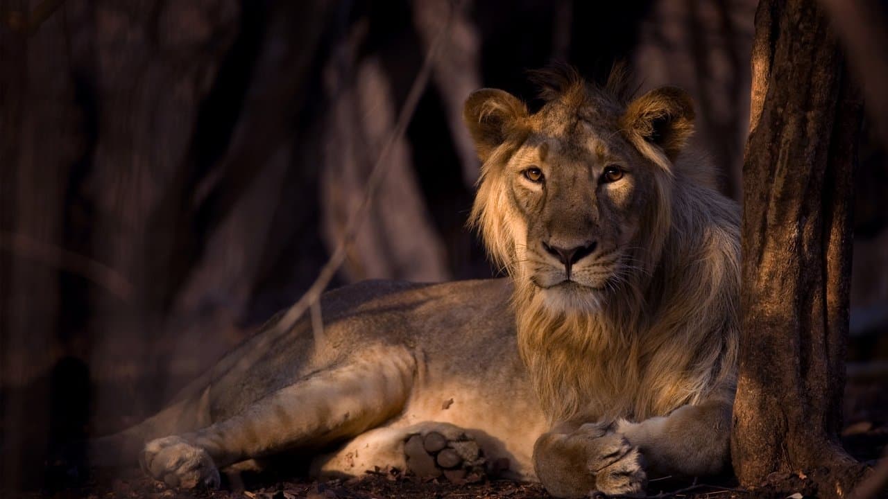 Los secretos de la India salvaje