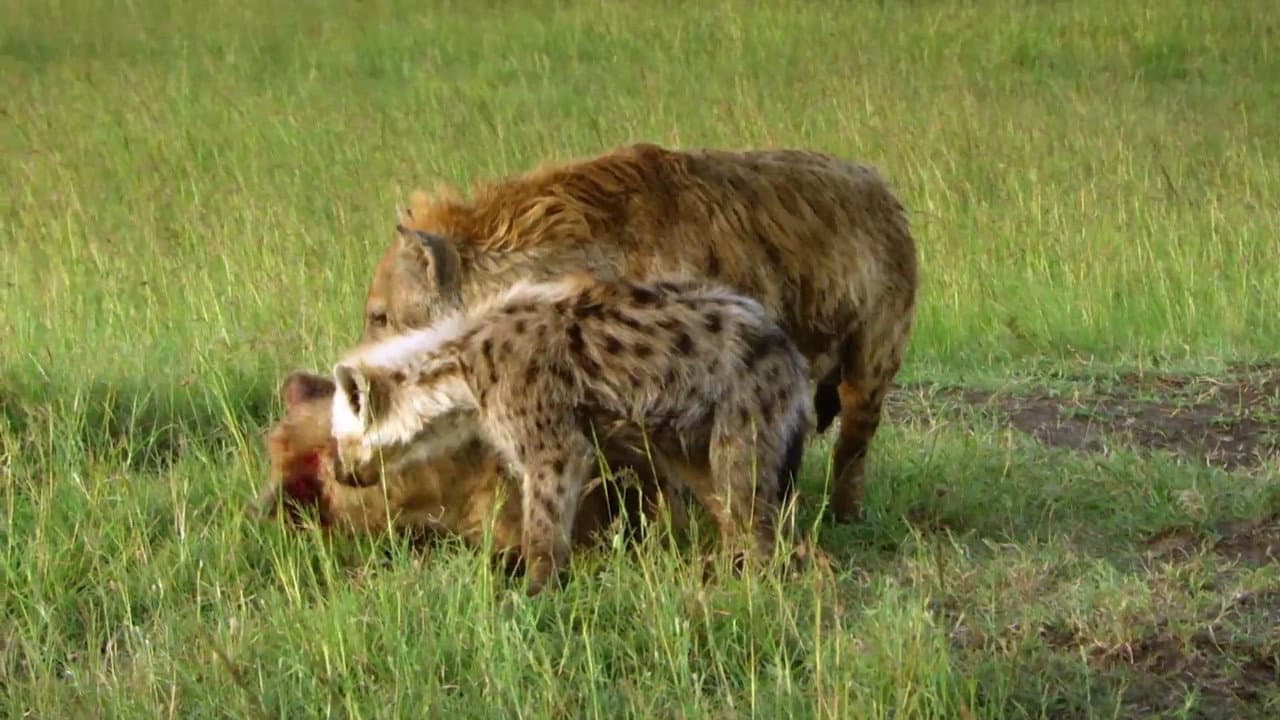 Hyaena: Queen Of The Masai Mara