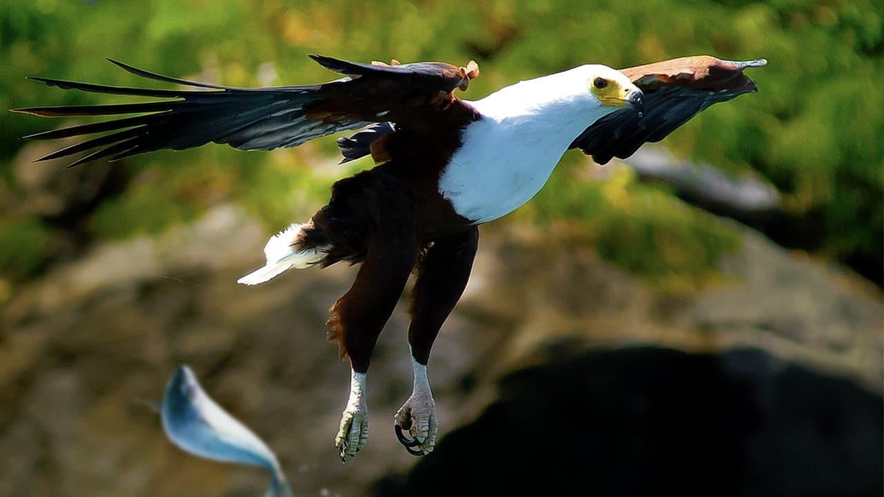 Los depredadores también fallan