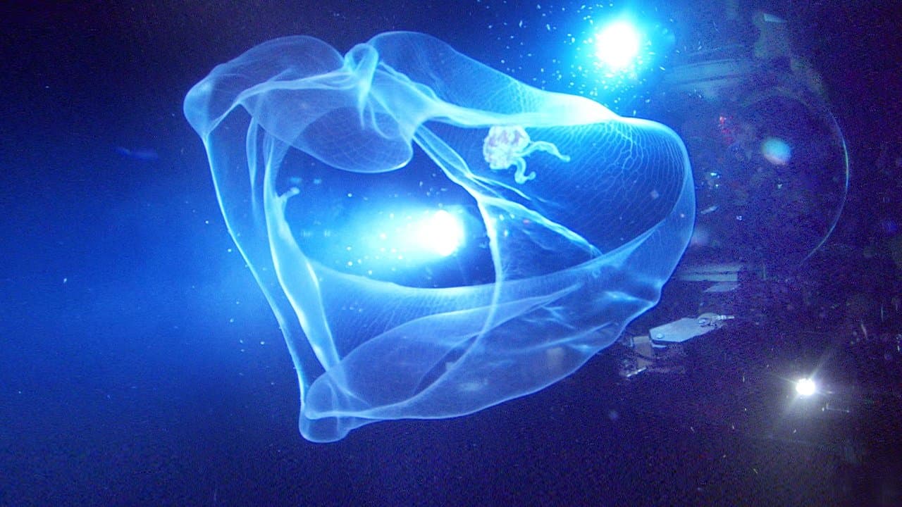 Misterios del océano