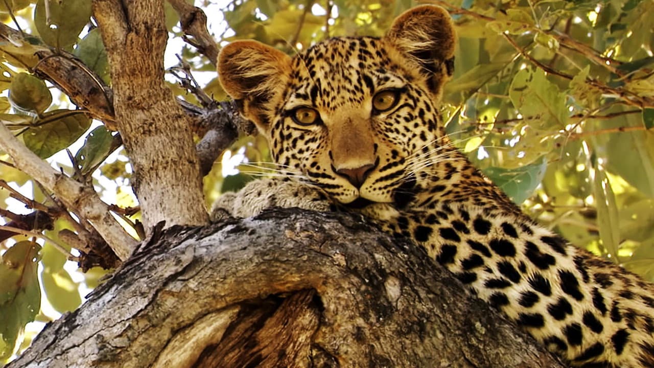 El Ojo Del Leopardo