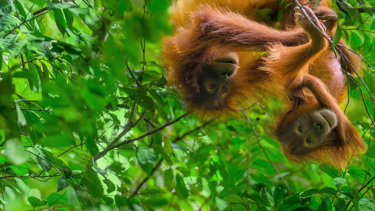 Orangután