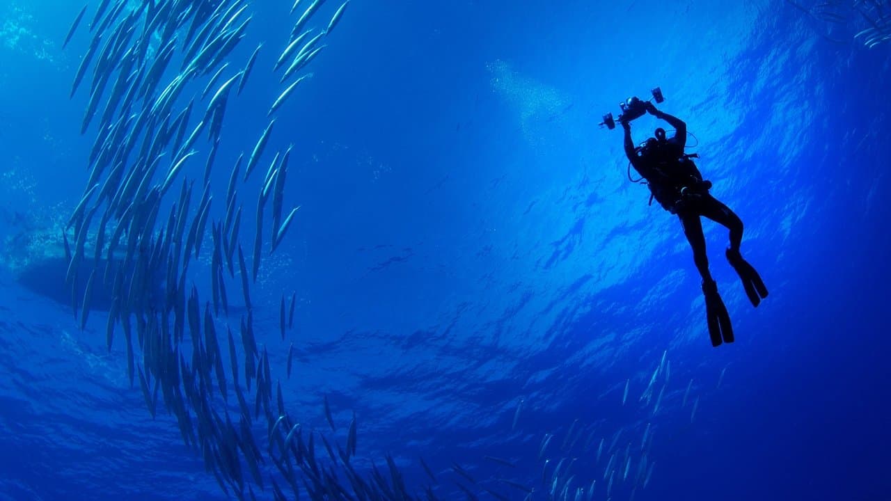 Los tiburones de las islas Pitcairn