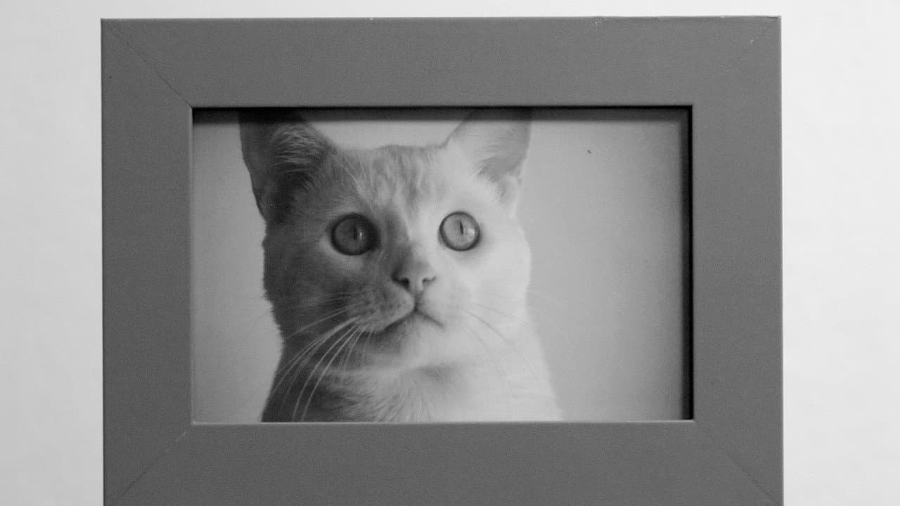 /'gatos/
