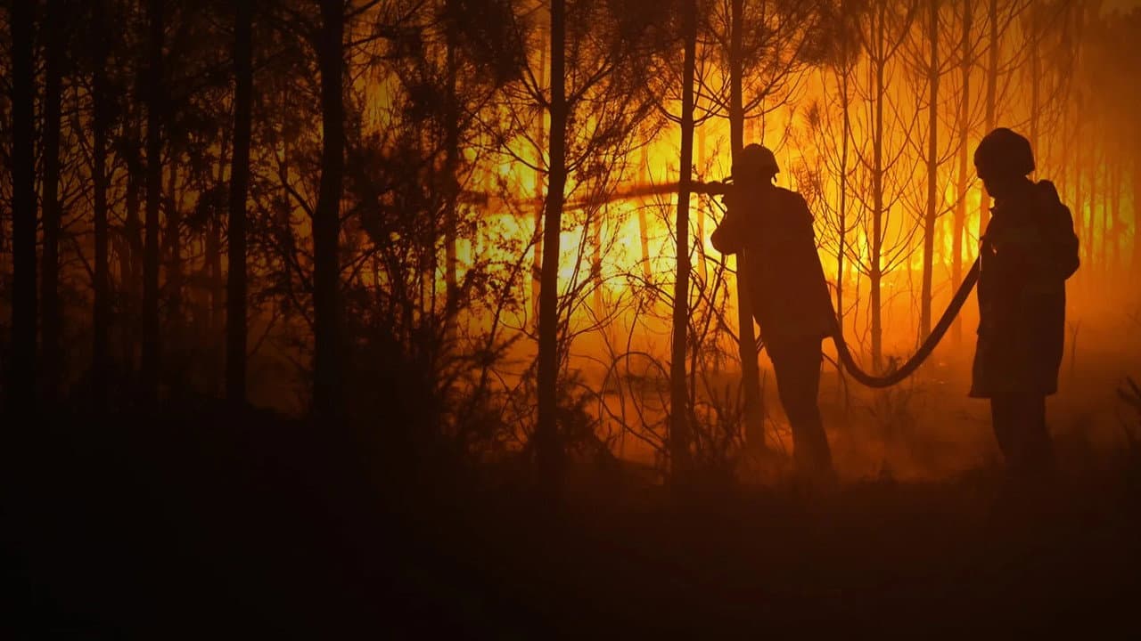 Sauvons nos Forêts