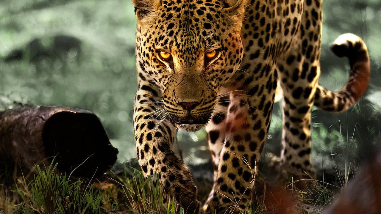 La vida entre leopardos