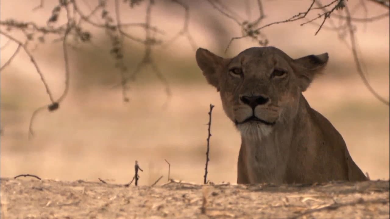 Leones: zona de guerra