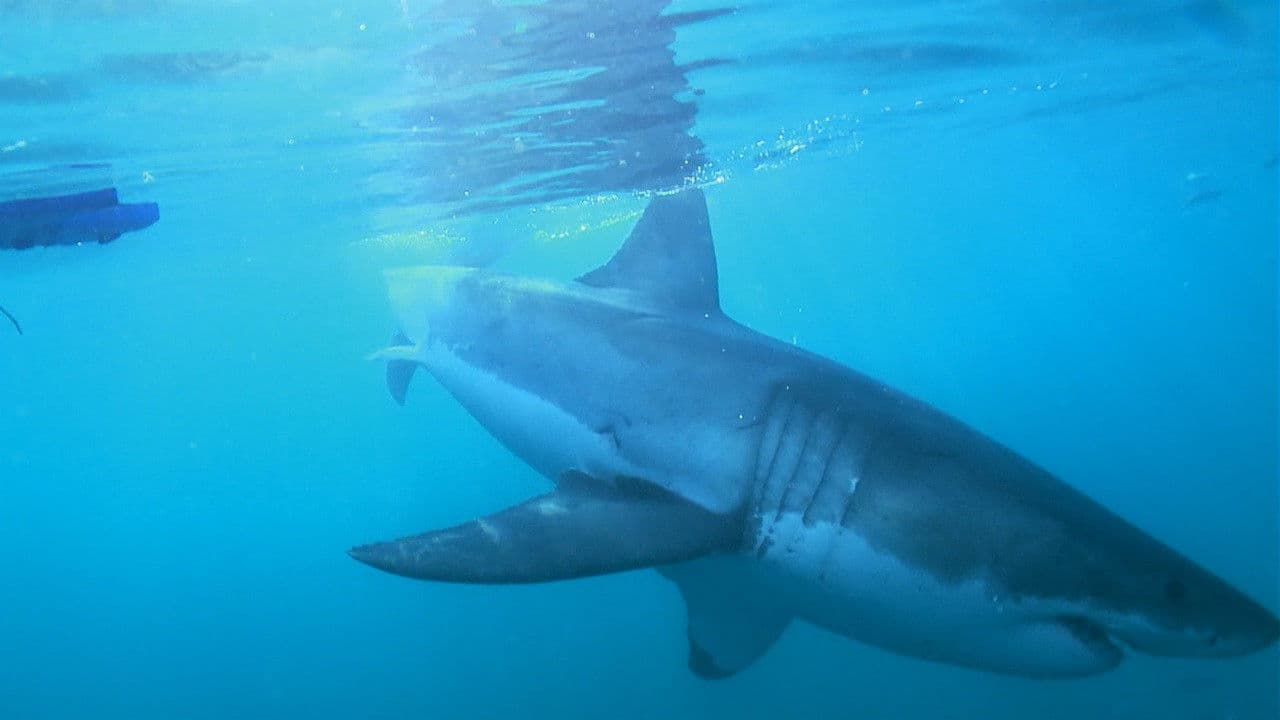 La magia del Gran Azul
