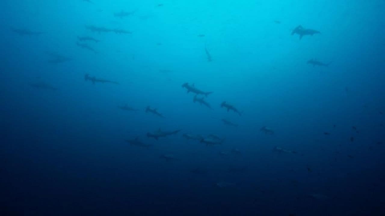 Expedición Océanos