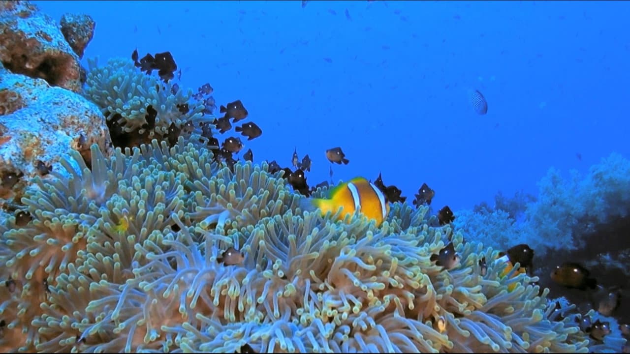 Arrecife De Coral