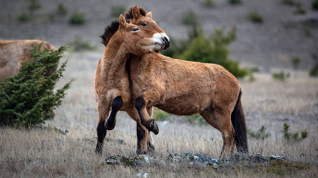 Un ser vivo entre otros