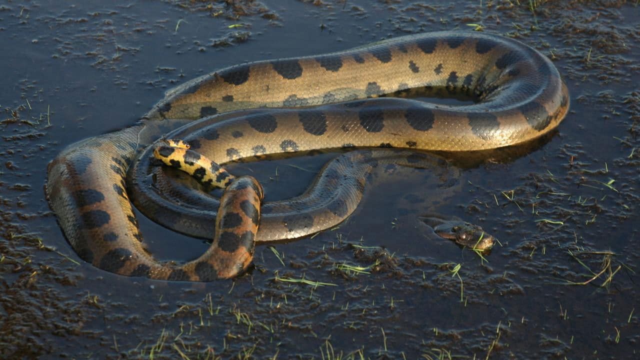 Anaconda: La reina de las serpientes