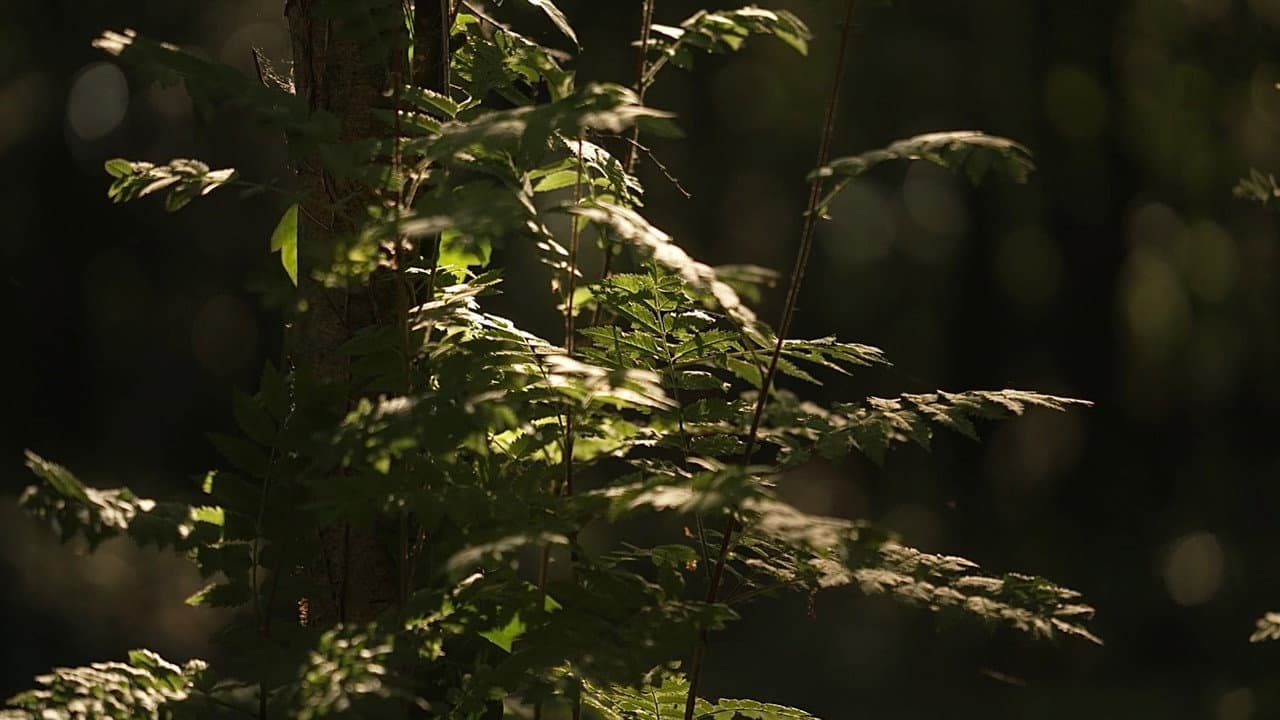 Kanklės: Redefining Tradition