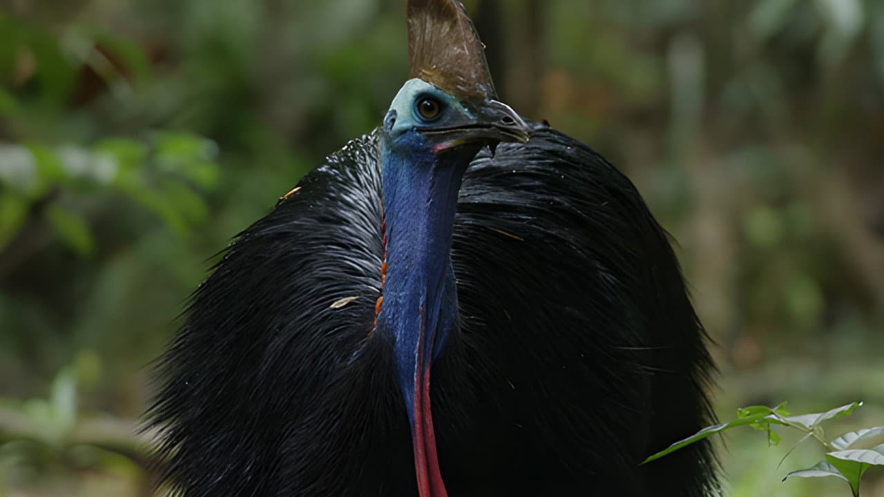El Pajaro Dinosaurio