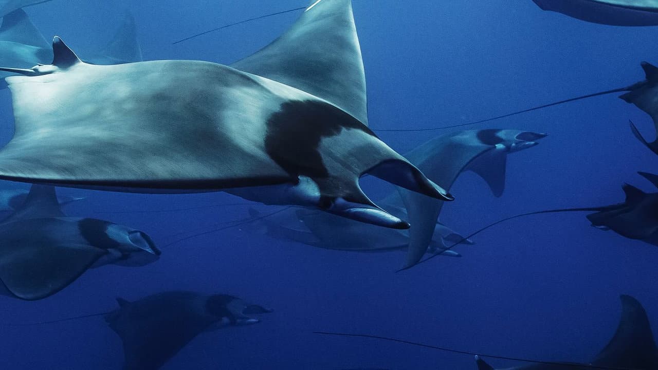 Mobula, la légende des diables