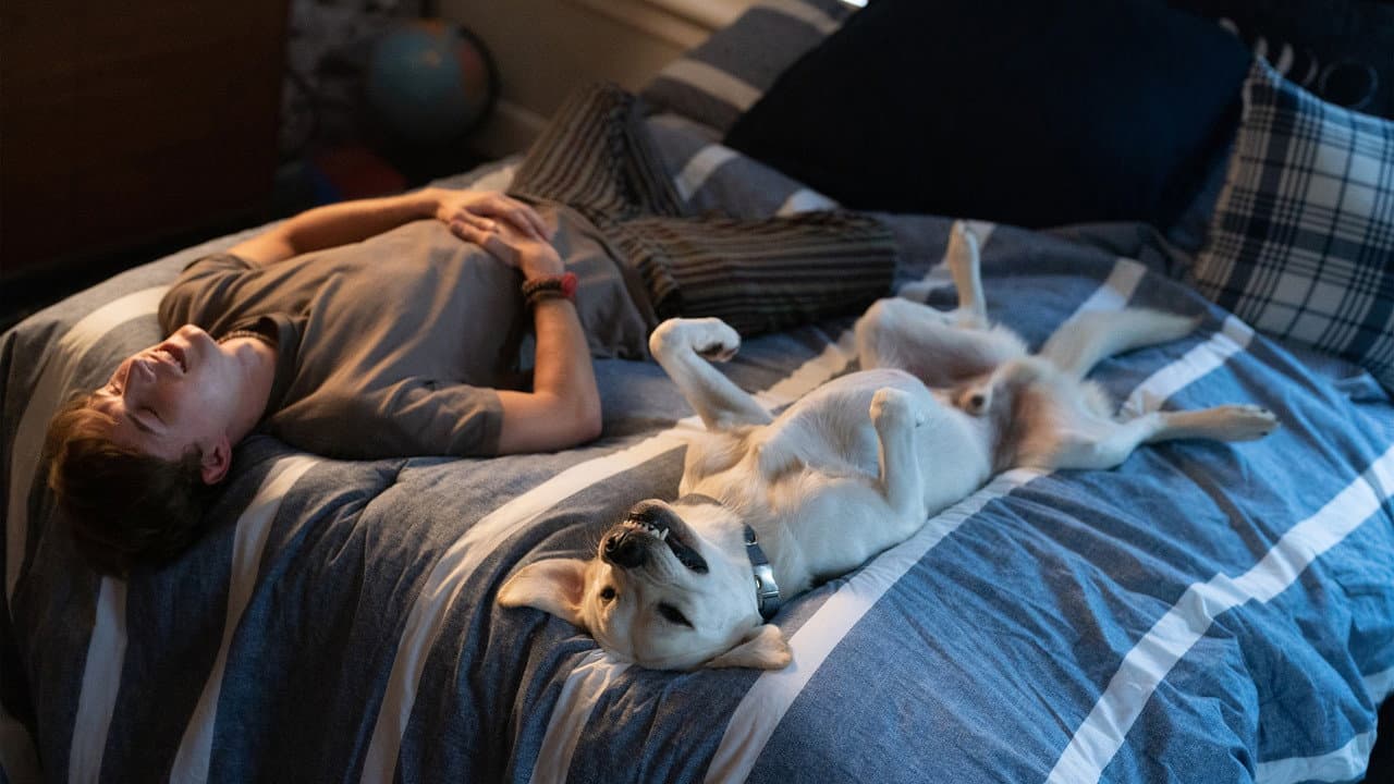 Perro perdido