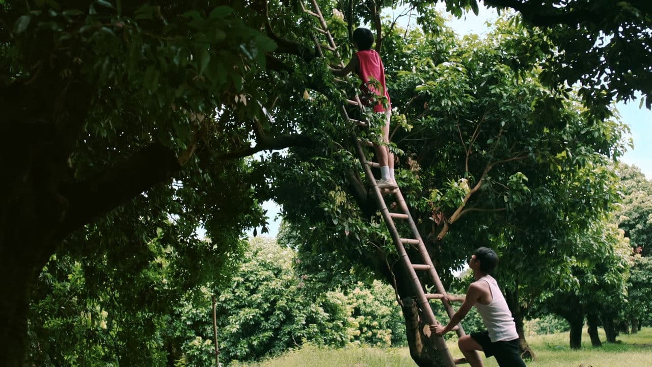 荔枝树下热烈岛