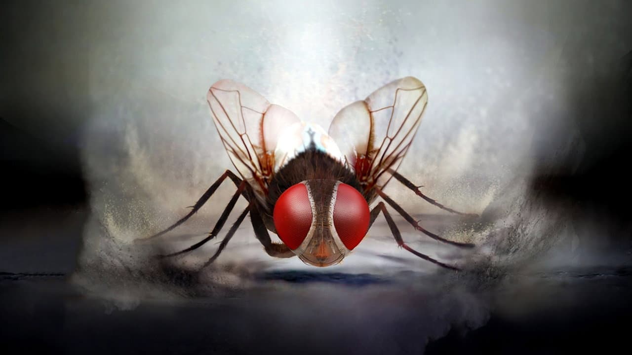 ఈగ