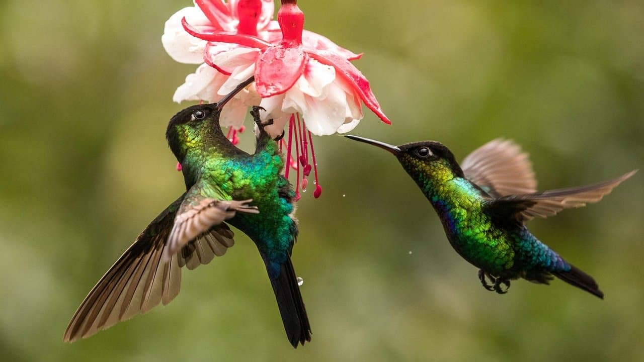 Costa Rica, el efecto de los colibríes