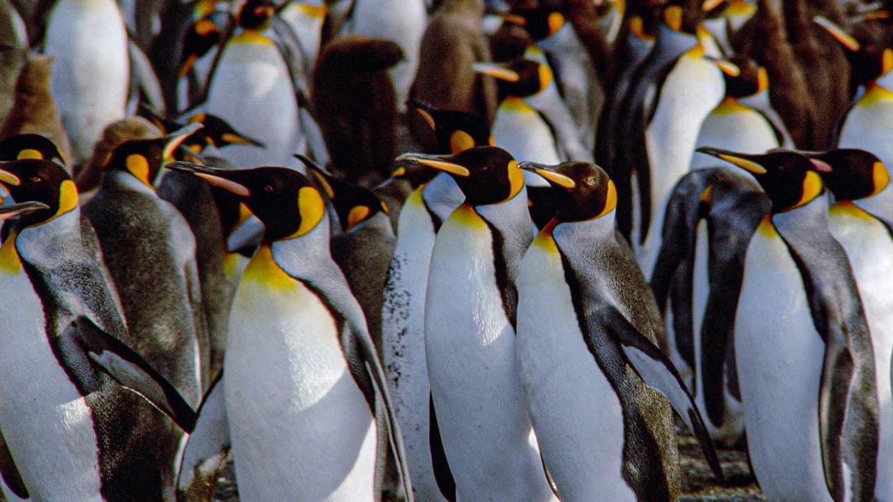 Der Kongress der Pinguine