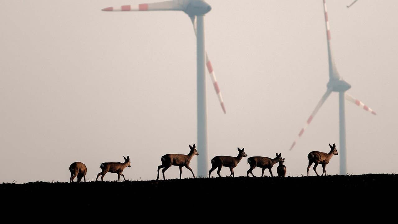 Wildnis 2.0 - Die Tierwelt auf Umwegen