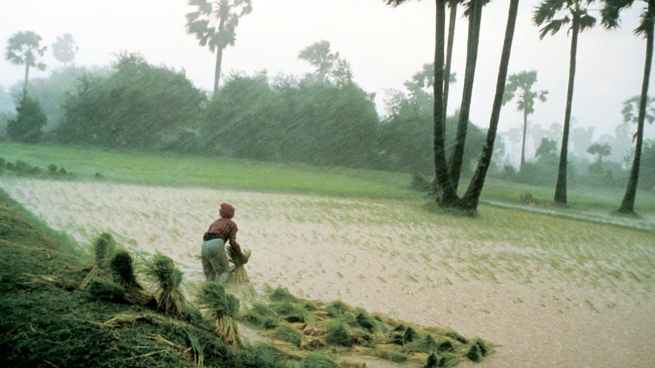 La gente del arrozal