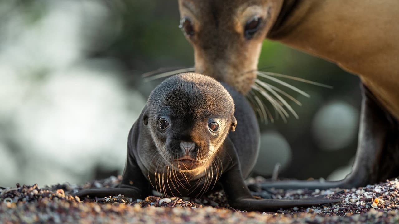 Los leones marinos de las Galápagos