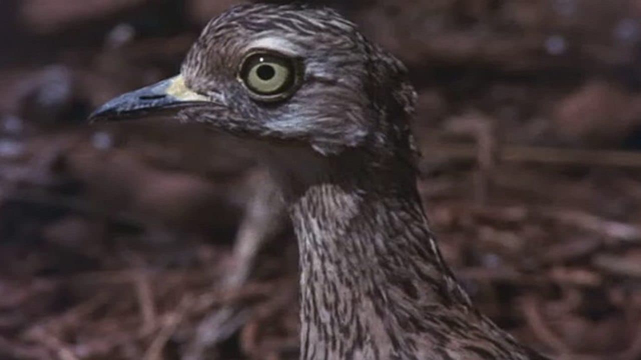 Los animales son gente maravillosa