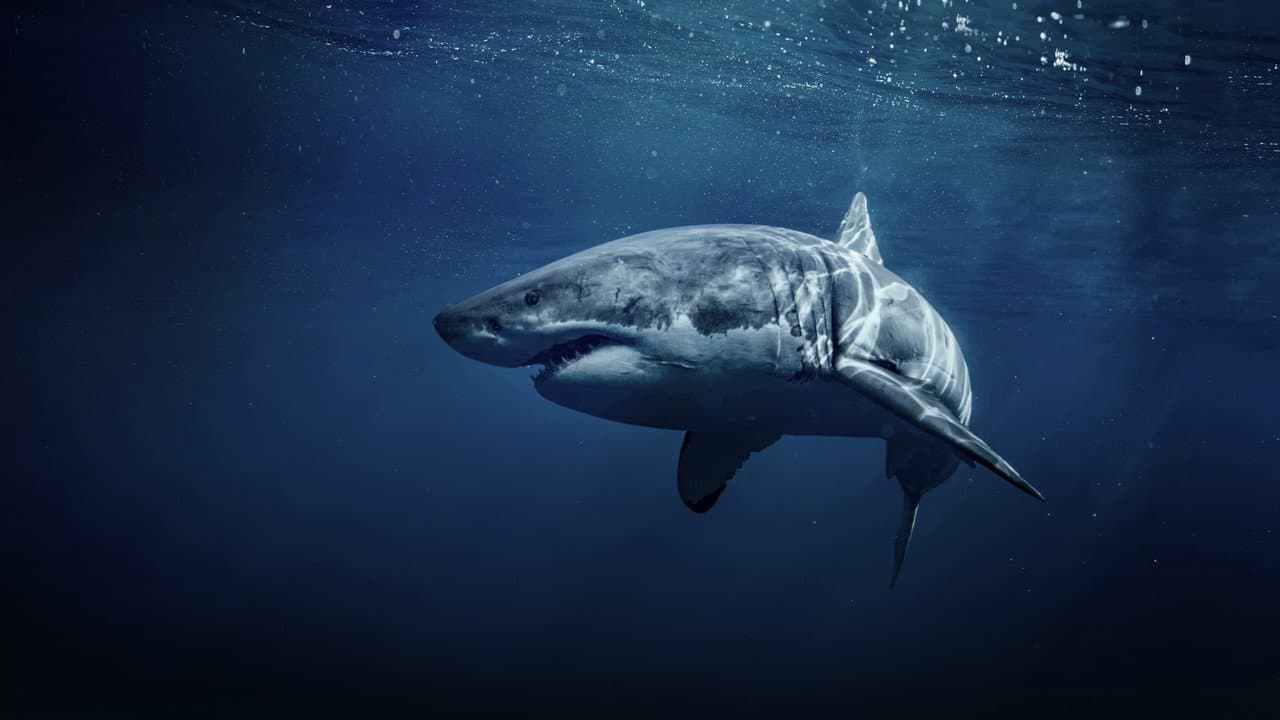 La vida secreta de los tiburones