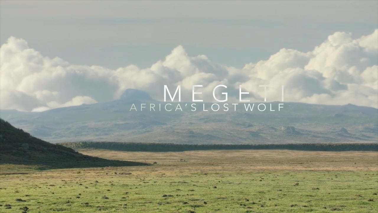 Megeti - La Loba Perdida de África