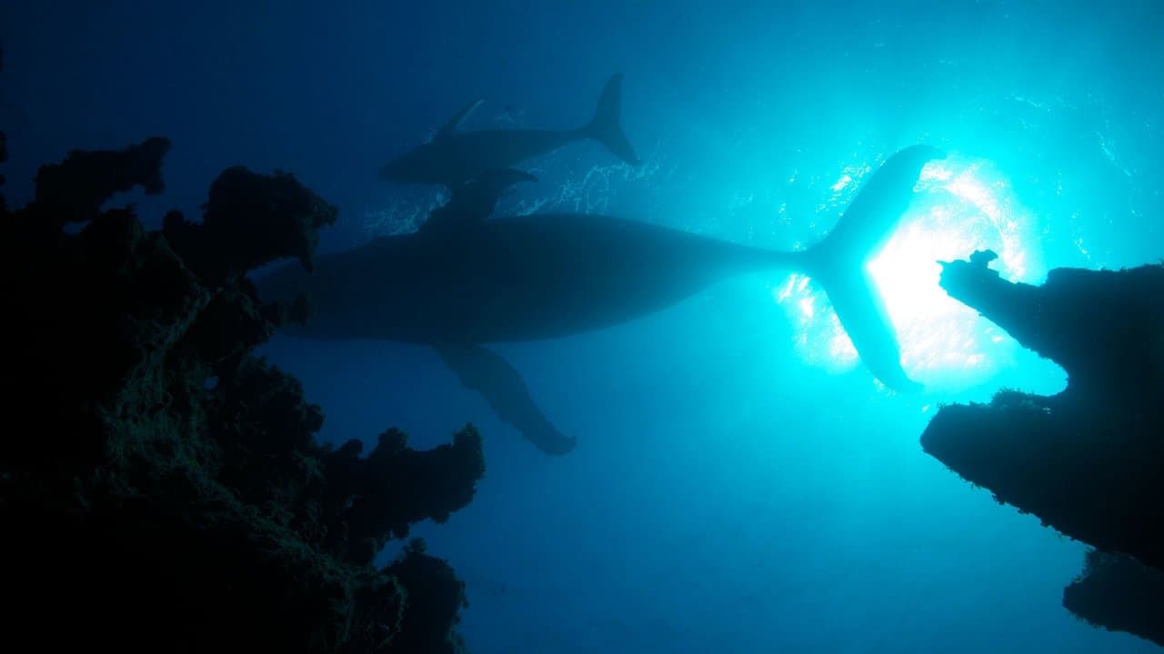 Atlántico: el océano más salvaje de la Tierra