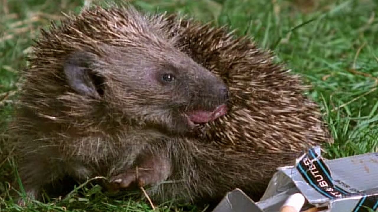 Animales sobrenaturales