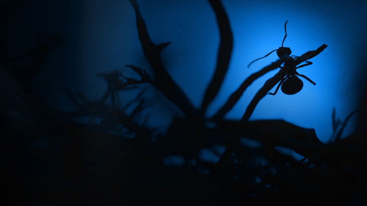 El reino de las hormigas