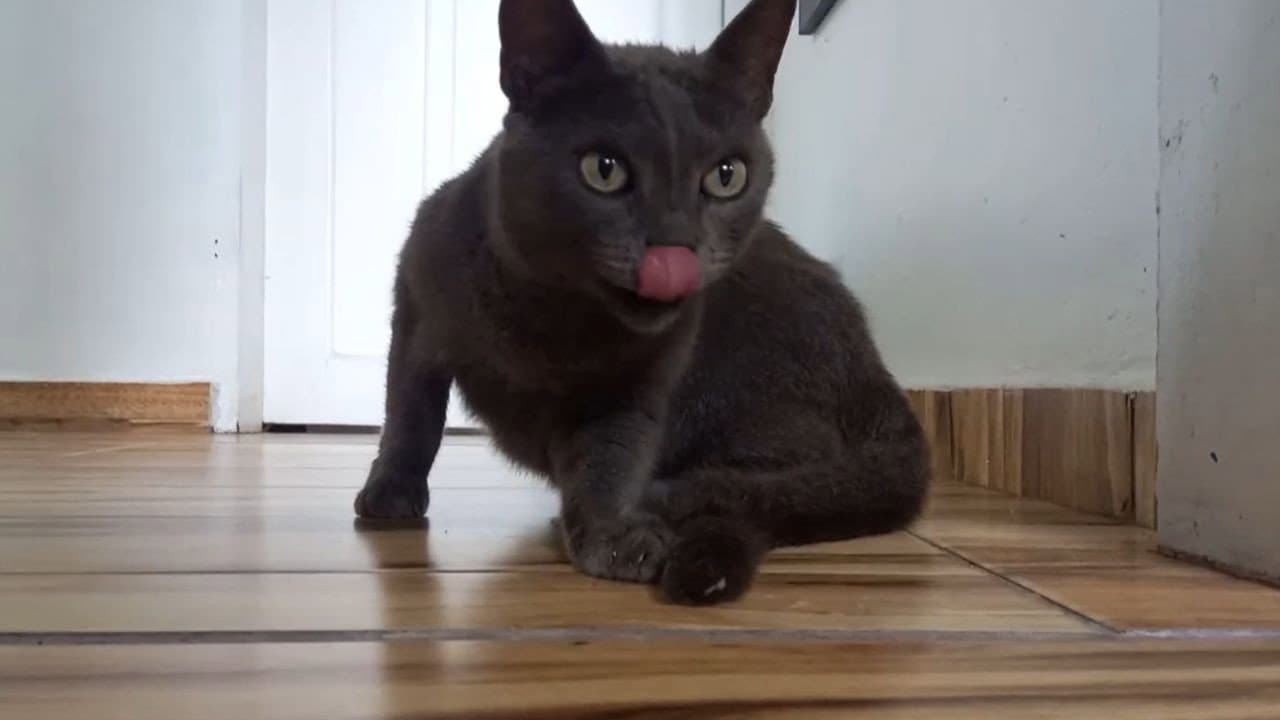 Gatos e Câmeras