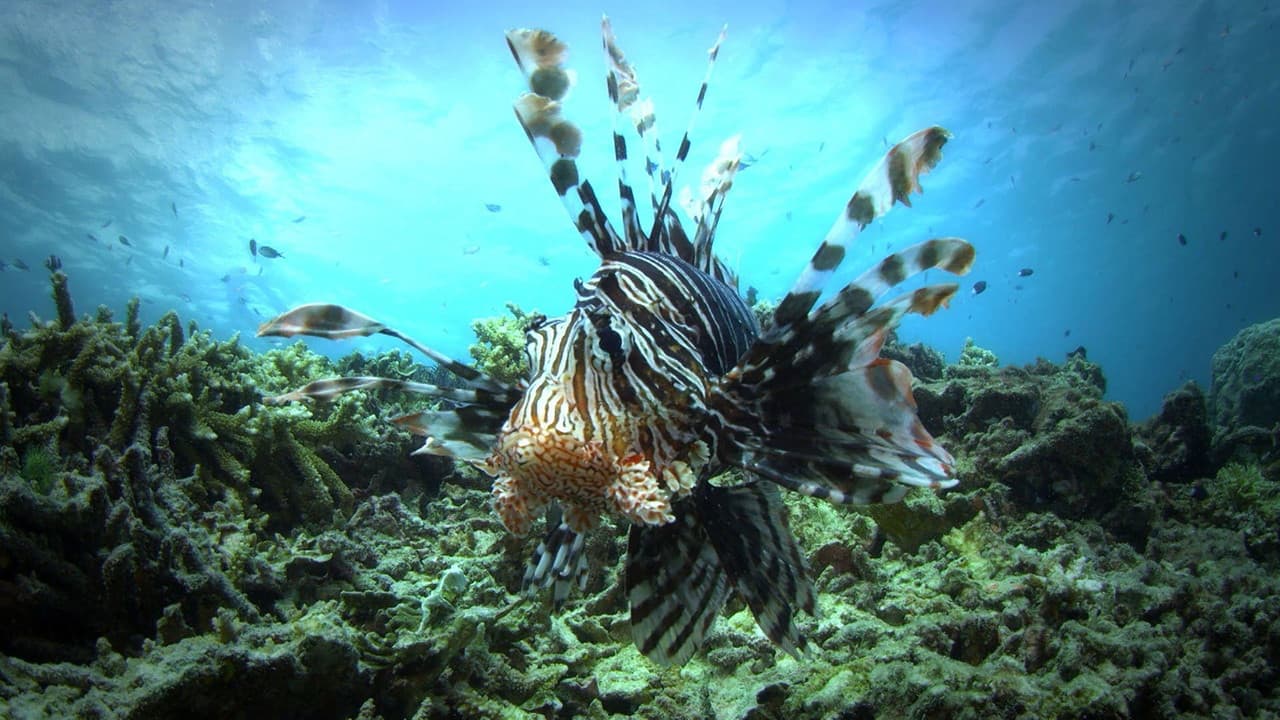72 Animales peligrosos de Australia